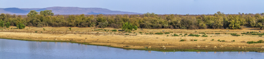 Landscape with antelopes in Kruger National park, South Africa