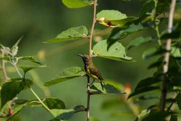 Olive-backed sunbird, Yellow-bellied sunbird