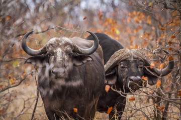 Naklejka premium African buffalo in Kruger National park, South Africa