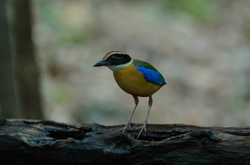 Blue-winged Pitta in nature of Thailand