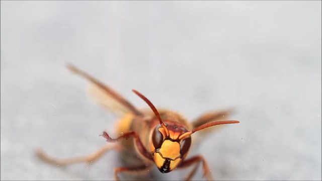 hornet bee isolated, macro, Vespa crabro
