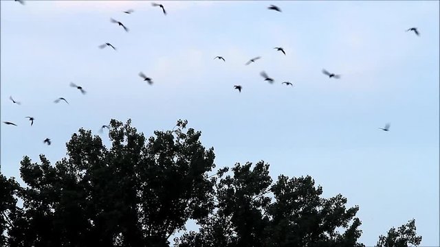 crows circling in the sky 
