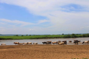 A herd of cows grazes