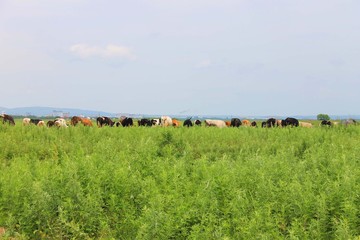 A herd of cows grazes
