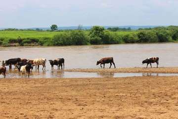 A herd of cows grazes