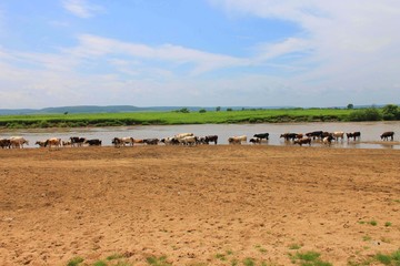 A herd of cows grazes