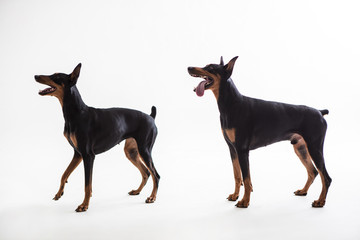 Dobermann Pinscher on the White background