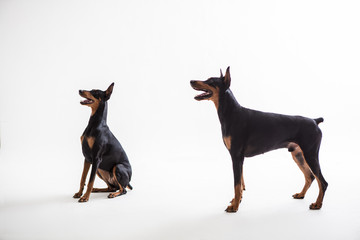 Dobermann Pinscher on the White background