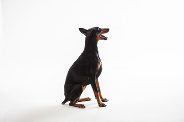 Dobermann Pinscher on the White background