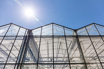 Fototapeta premium row of agricultural greenhouses under clear blue sky