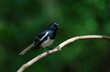 Oriental Magpie Robin bird