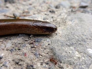 Anguis fragilis, or slow worm