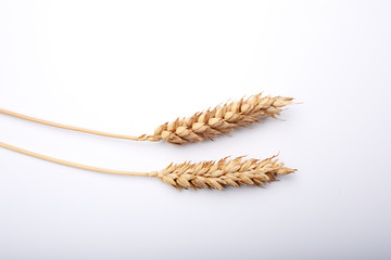 cereal plant on the white