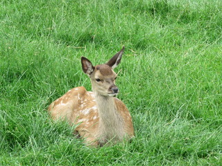 Red deer fawn