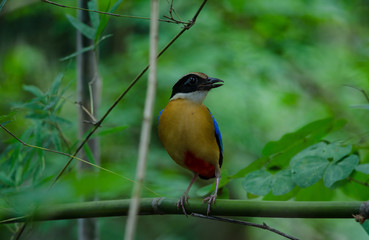 Blue-winged Pitta in nature of Thailand