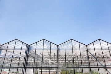 Obraz premium greenhouse for agricultural use on blue sky background