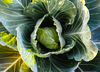 Obraz premium Young fresh green cabbage background, close-up