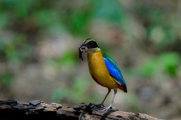 Blue-winged Pitta in nature of Thailand