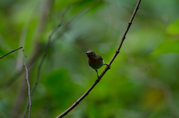 Crimson Sunbird perching on a branc