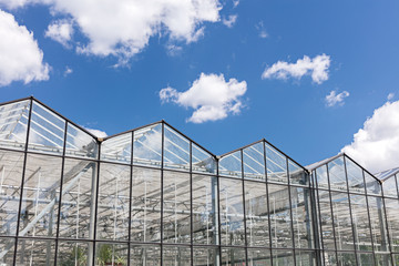 Fototapeta premium agricultural greenhouse in sunlight with blue cloudy sky
