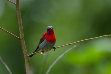Crimson Sunbird perching on a branc