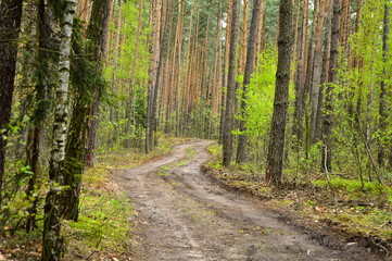 Fototapeta na wymiar Droga w lesie zakręca za drzewami