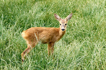 Capreolus capreolus, female Roe Deer walking on the agricultural field and rotating head