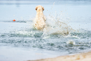 A dog runs and jumps on the beach