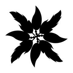 Boho style decorative feathers vector illustration design