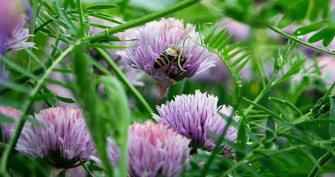 The bee collects the nectar on flowers of chives Schnitt in the garden.