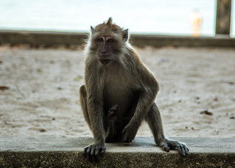 Monkey in Malaysia