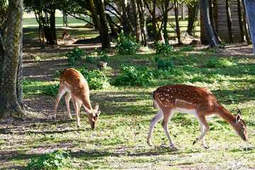 young spotted deer munching the green grass on the lawn