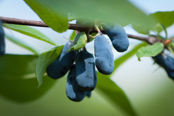 Fresh Blue Berries Of Honeysuckle (Lonicera) On Branch With Leaves Grow In Summer Garden Close Up.