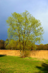 Fototapeta premium Samotne drzewo