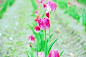 Fototapeta premium White Cerise (pink) tulips / White Cerise (red cherry) tulips in Kamiyubetsu Tulip Park in Hokkaido, Japan