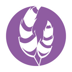 Boho style decorative feathers vector illustration design