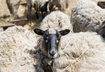 Sheep in the farm. Livestock farm. Flock of sheep