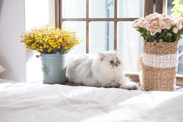 Persian on the bed