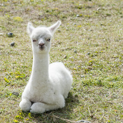 Llama baby in Chile (Lama glama) 