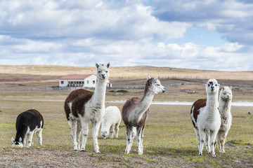 Obraz premium Llamas on the farm. Patagonia