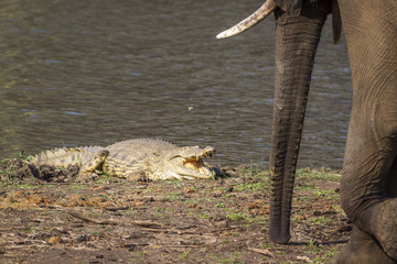 Nile crocodile in Kruger National park, South Africa