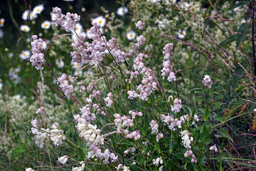 Silene vulgaris