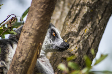 lemur