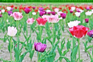 Purple shade tulip in farm /  Colorful tulips; red, pink, purple, white, in farm. Focus at the red right one.