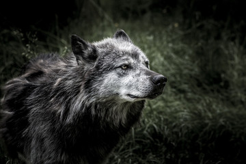 wolf © Franck