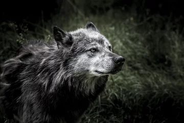 Foto auf Leinwand Wolf © Franck