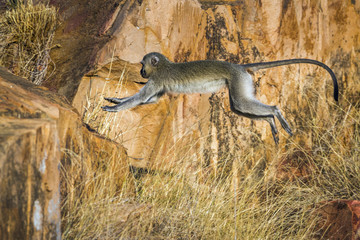 Vervet monkey in Kruger National park, South Africa