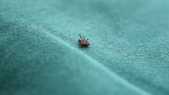 Dermacentor. Hard tick lies on its back upside down on green cloth background, turns over, and crawls