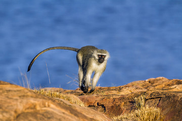 Fototapeta premium Vervet monkey in Kruger National park, South Africa