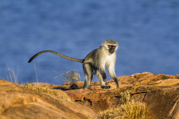Fototapeta premium Vervet monkey in Kruger National park, South Africa